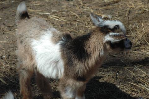 Brown Girl Baby 1 M - Triple 5 Farm-Raised Male Kid at Triple 5 Farms