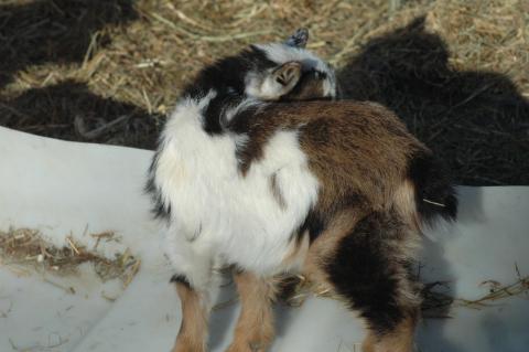 Brown Girl Baby 1 M - Triple 5 Farm-Raised Male Kid at Triple 5 Farms