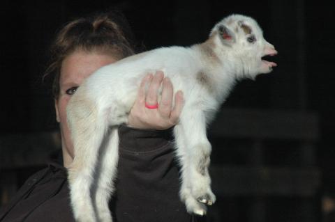 Daisy Baby 1 M - Triple 5 Farm-Raised Male Kid at Triple 5 Farms