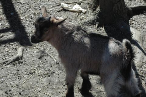 Lil Grays Baby 1 M - Triple 5 Farm-Raised Male Kid at Triple 5 Farms