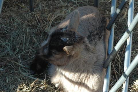 Lil Grays Baby 1 M - Triple 5 Farm-Raised Male Kid at Triple 5 Farms