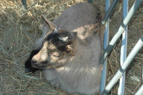 Lil Grays Baby 1 M - Triple 5 Farm-Raised Male Kid at Triple 5 Farms