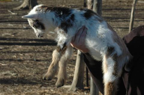 Oreo Baby 1 M - Triple 5 Farm-Raised Male Kid at Triple 5 Farms