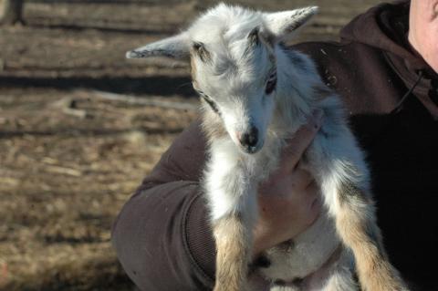 Oreo Baby 1 M - Triple 5 Farm-Raised Male Kid at Triple 5 Farms