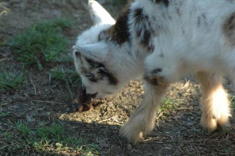 Oreo Baby 1 M - Triple 5 Farm-Raised Male Kid at Triple 5 Farms