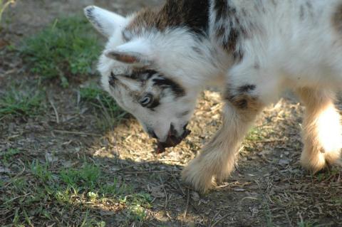 Oreo Baby 1 M - Triple 5 Farm-Raised Male Kid at Triple 5 Farms