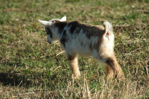 Oreo Baby 1 M - Triple 5 Farm-Raised Male Kid at Triple 5 Farms